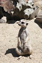 ItÃ¢â¬â¢s a  meerkat at home. Royalty Free Stock Photo
